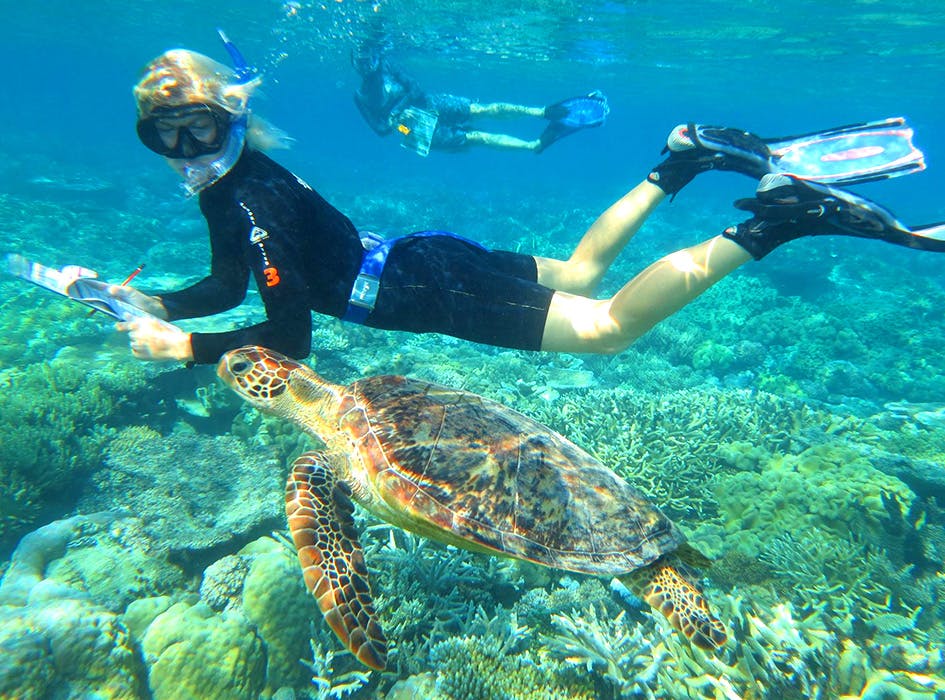 Great Barrier Reef Marine Conservation Volunteer Program in Australia - Cairns